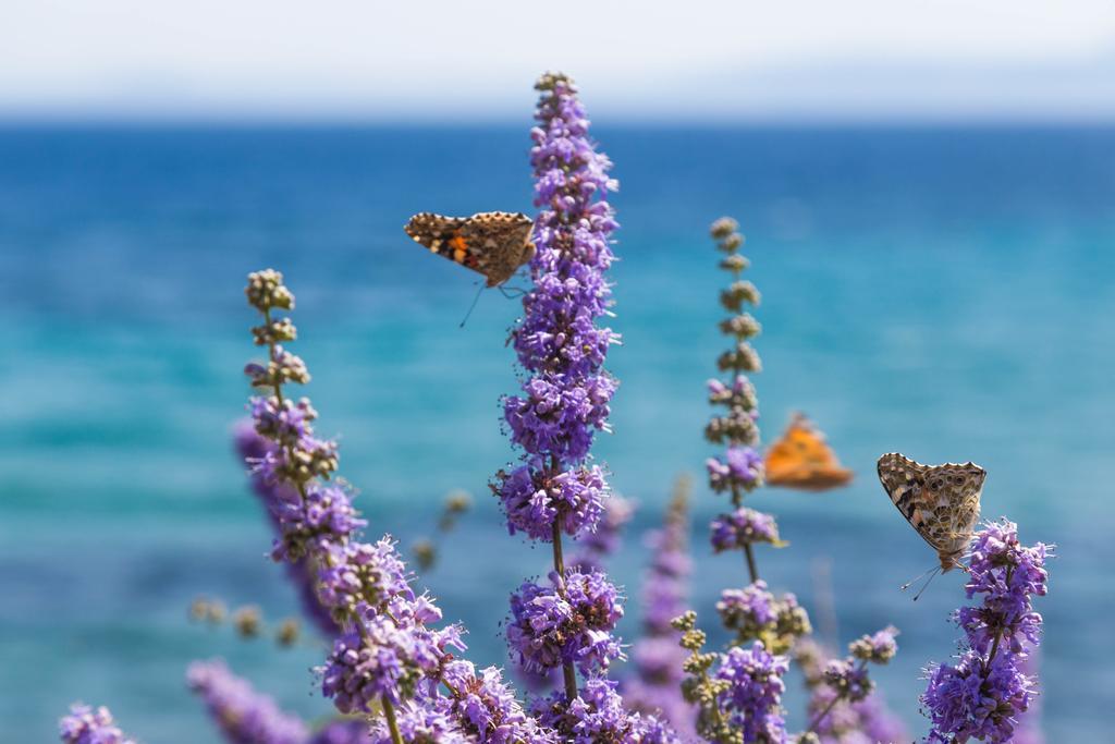 Assos Terrace Hotel Εξωτερικό φωτογραφία