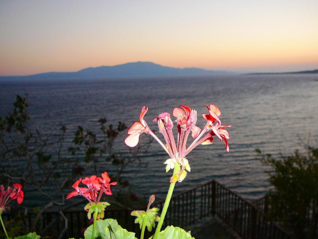 Assos Terrace Hotel Εξωτερικό φωτογραφία